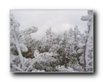 2005-06-18 Relay Peak (12) Snow the previous night cause icy formation on bushes